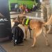 Cães da PM fazem varredura contra drogas e armas nas rodoviárias de Brasília