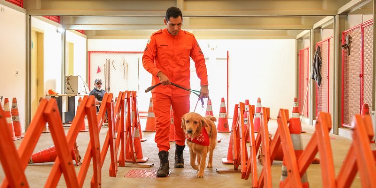 CBMDF amplia projeto de cães-guia e busca famílias voluntárias para socializar filhotes