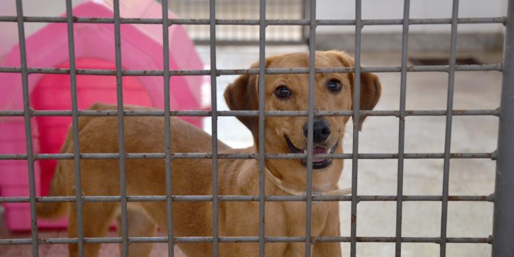 Cães resgatados em ação no DF estão disponíveis para adoção