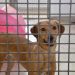 Cães resgatados em ação no DF estão disponíveis para adoção