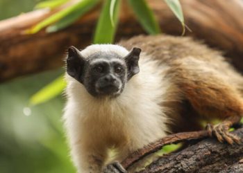 Filhotes de sauim-de-coleira têm nomes definidos no Zoológico de Brasília