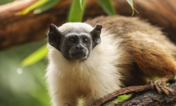 Filhotes de sauim-de-coleira têm nomes definidos no Zoológico de Brasília