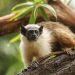 Filhotes de sauim-de-coleira têm nomes definidos no Zoológico de Brasília