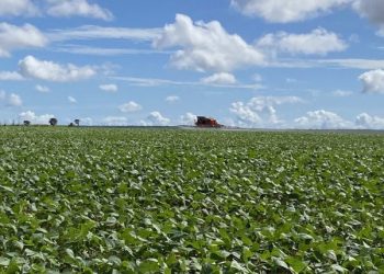 Distrito Federal abre ciclo da soja com projeção de expansão na safra 2025/2026