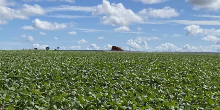 Distrito Federal abre ciclo da soja com projeção de expansão na safra 2025/2026