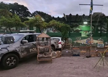 Ação da PMDF resgata aves silvestres e identifica criação irregular no DF