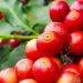 Agro de Minas segura liderança nas exportações, fatura quase US$ 4 bilhões e muda rota de mercados