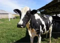 Tecnologia e manejo ganham espaço no Circuito da Bovinocultura da AgroBrasília 2026