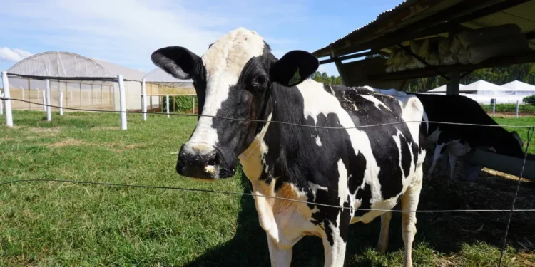 Tecnologia e manejo ganham espaço no Circuito da Bovinocultura da AgroBrasília 2026
