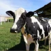 Tecnologia e manejo ganham espaço no Circuito da Bovinocultura da AgroBrasília 2026