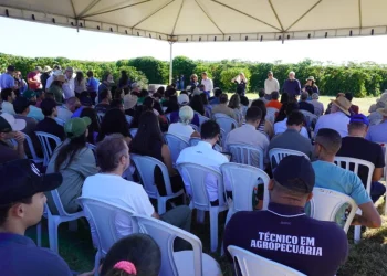Cafeicultura do Cerrado ganha força no DF com investimento em tecnologia