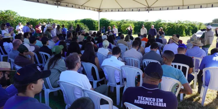 Cafeicultura do Cerrado ganha força no DF com investimento em tecnologia