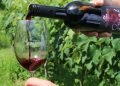 Vinhos brasileiros batem recorde em concurso mundial e técnica desenvolvida em Minas impulsiona resultado histórico