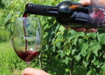 Vinhos brasileiros batem recorde em concurso mundial e técnica desenvolvida em Minas impulsiona resultado histórico