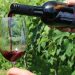 Vinhos brasileiros batem recorde em concurso mundial e técnica desenvolvida em Minas impulsiona resultado histórico