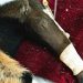 Cuidado especializado transforma hospital do DF em referência para a fauna silvestre