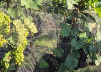 Vinhos de inverno transformam a Mantiqueira e atraem mais de R$ 1 bilhão em investimentos