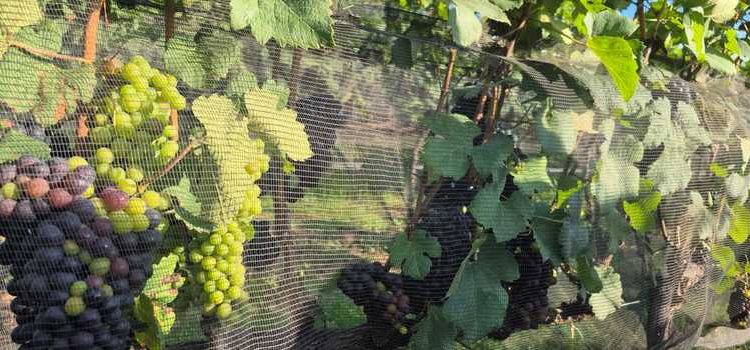 Vinhos de inverno transformam a Mantiqueira e atraem mais de R$ 1 bilhão em investimentos