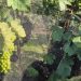 Vinhos de inverno transformam a Mantiqueira e atraem mais de R$ 1 bilhão em investimentos