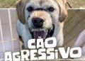 abandono-animal-no-brasil:-a-dor-silenciosa-que-podemos-evitar-|-planalto-news