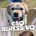 abandono-animal-no-brasil:-a-dor-silenciosa-que-podemos-evitar-|-planalto-news