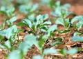 Brasília recebe oficina gratuita sobre cultivo de hortaliças e ervas medicinais
