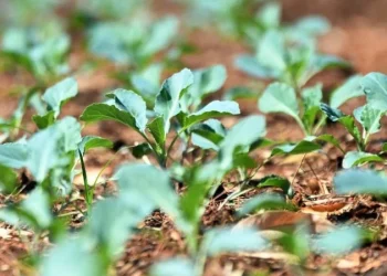 Brasília recebe oficina gratuita sobre cultivo de hortaliças e ervas medicinais