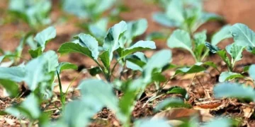 Brasília recebe oficina gratuita sobre cultivo de hortaliças e ervas medicinais