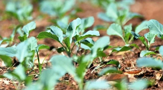 Brasília recebe oficina gratuita sobre cultivo de hortaliças e ervas medicinais