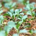 Brasília recebe oficina gratuita sobre cultivo de hortaliças e ervas medicinais