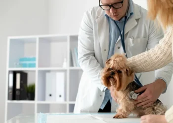 DF oferece 600 vagas para castração gratuita de pets nesta semana
