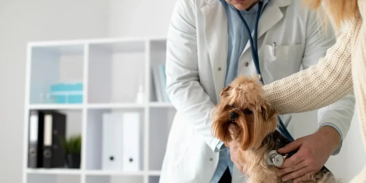 DF oferece 600 vagas para castração gratuita de pets nesta semana