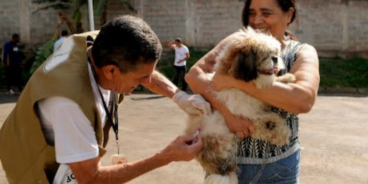 Tutores ganham nova oportunidade para vacinar pets contra a raiva no DF