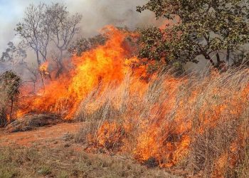 Seca acende alerta: queimar lixo e limpar terreno com fogo é crime ambiental