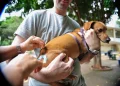 Vacina contra a raiva é oferecida a cães e gatos durante todo o ano no DF