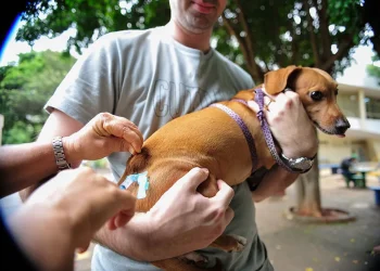 Vacina contra a raiva é oferecida a cães e gatos durante todo o ano no DF