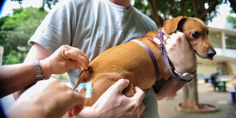 Vacina contra a raiva é oferecida a cães e gatos durante todo o ano no DF