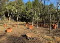 Festival de arte transforma paisagem do Jardim Botânico de Brasília