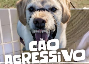 abandono-animal-no-brasil:-a-dor-silenciosa-que-podemos-evitar-|-planalto-news
