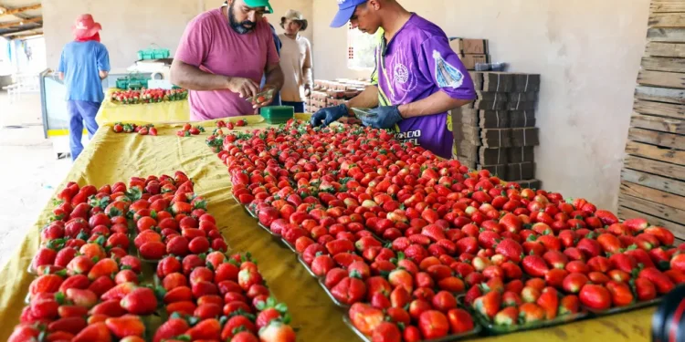 Festa do Morango celebra três décadas com programação especial no DF