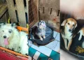 Cães resgatados de maus-tratos no DF entram em campanha de adoção