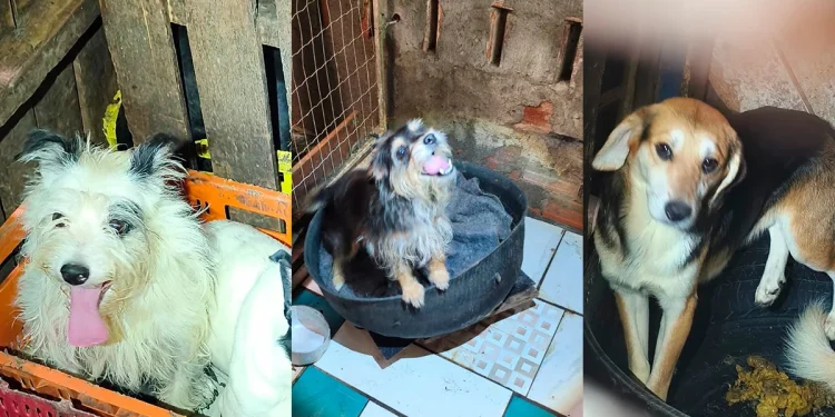 Cães resgatados de maus-tratos no DF entram em campanha de adoção